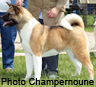 Photo d'un chien de race Akita Américain