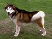 Photo d'un chien de race Alaskan Malamute