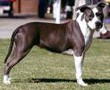 Photo d'un chien de race American Staffordshire