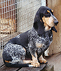 Photo d'un chien de race Basset bleu de Gascogne