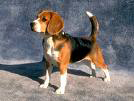 Photo d'un chien de race Beagle