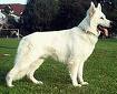 Photo d'un chien de race Berger Blanc Suisse