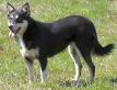 Photo d'un chien de race Berger Finnois de Laponie