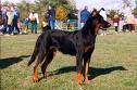 Photo d'un chien de race Berger de Beauce