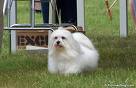 Photo d'un chien de race Bichon Maltais