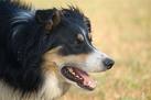 Photo d'un chien de race Border Collie