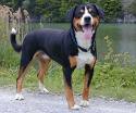 Photo d'un chien de race Bouvier de l'Entlebuch