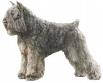 Photo d'un chien de race Bouvier des Flandres