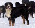 Photo d'un chien de race Bouvier Bernois