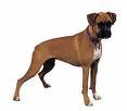 Photo d'un chien de race Boxer