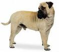 Photo d'un chien de race Bull-mastiff