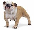 Photo d'un chien de race Bulldog Anglais