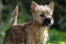 Photo d'un chien de race Cairn Terrier