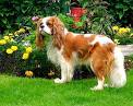 Photo d'un chien de race Cavaliers King Charles