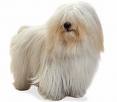 Photo d'un chien de race Coton de Tulear