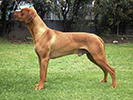 Photo d'un chien de race Rhodesian Ridgeback