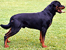 Photo d'un chien de race Rottweiler