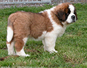 Photo d'un chien de race Saint-Bernard