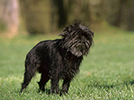 Photo d'un chien de race Affenpinscher