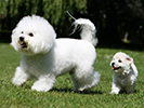 Photo d'un chien de race Bichon Frisé