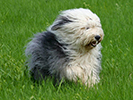 Photo d'un chien de race Bobtail