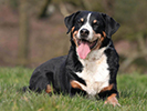 Photo d'un chien de race Bouvier de l'appenzell