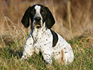 Photo d'un chien de race Braque d'Auvergne
