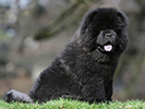 Photo d'un chien de race Chow-Chow