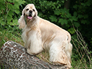 Photo d'un chien de race Cocker Américain