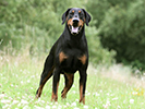 Dobermann