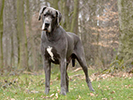 Photo d'un chien de race Dogue Allemand