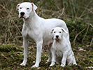 Photo d'un chien de race Dogue argentin