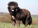 Photo d'un chien de race Dogue du Tibet