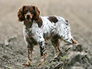 Photo d'un chien de race Epagneul Breton