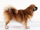 Photo d'un chien de race Epagneul du Tibet