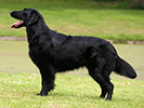 Photo d'un chien de race Flatcoated Retriever