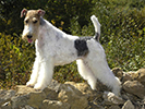 Photo d'un chien de race Fox Terrier