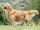 Photo d'un chien de race Golden Retriever