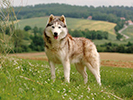 Photo d'un chien de race Husky Sibérien
