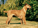 Photo d'un chien de race Irish Terrier