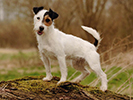 Photo d'un chien de race Jack Russell Terrier