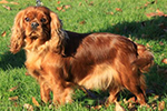 Photo d'un chien de race King Charles Spaniel