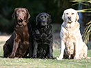 Photo d'un chien de race Labrador