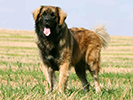 Photo d'un chien de race leonberger