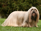 Photo d'un chien de race Lhassa Apso