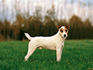 Photo d'un chien de race Parson Russell Terrier