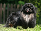 Photo d'un chien de race Pekinois