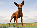 Photo d'un chien de race Pinscher Nain