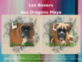 Les boxers des Dragons Maya