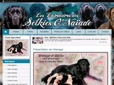 Consultez la Fiche : Les Labradors des Selkies O'Naïade